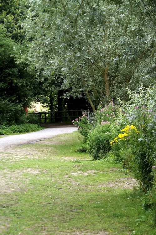Path from the lake to the forest.