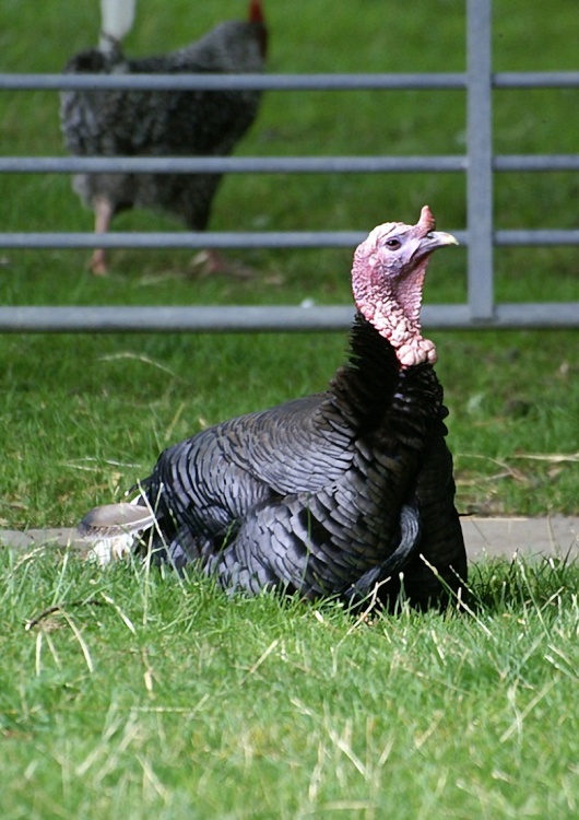 Did I hear someone say Christmas dinner?