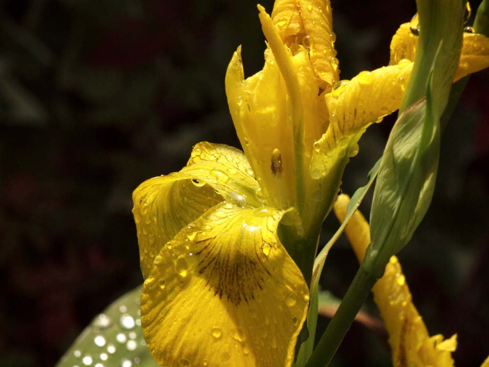 Yellow Flag after a downpour, Steeple Claydon, Bucks.