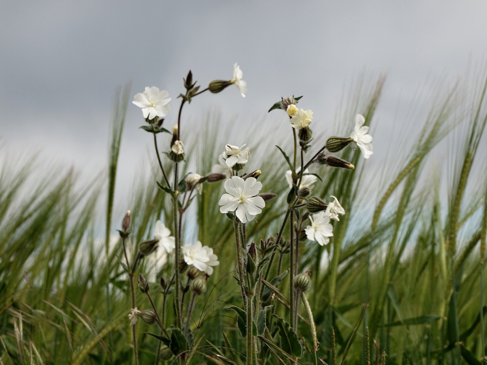 White Campion by Barley, Mixbury, Oxon.