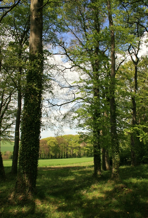 Woods near Swanland
