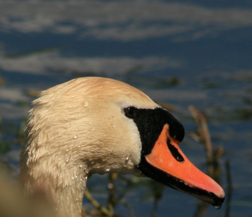 Photograph of Swan at Welton Waters
