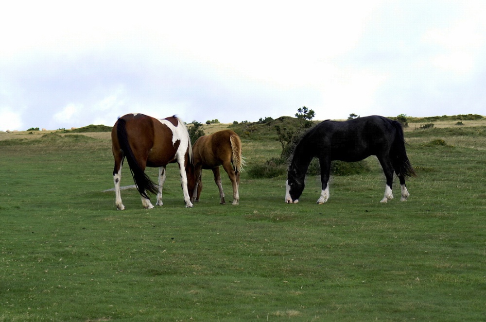 Bodmin Moor ponies.