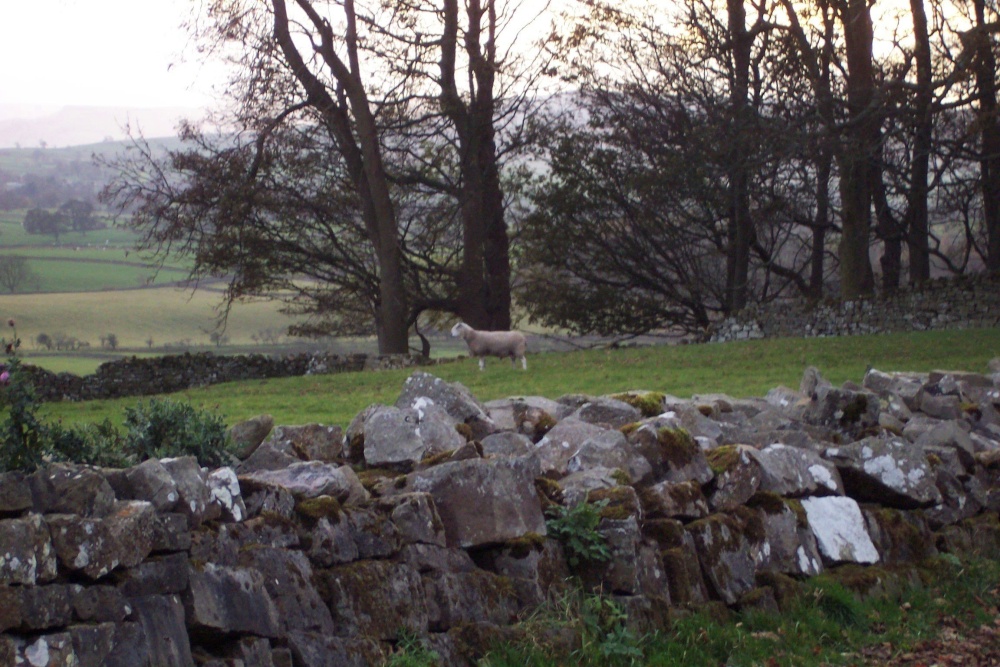 Obligatory sheep in the yard of Castle Bolton