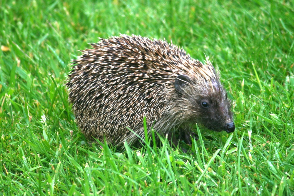 Hedgehog.