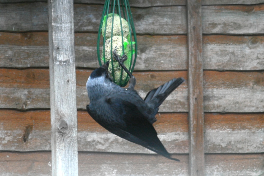 Jackdaw.