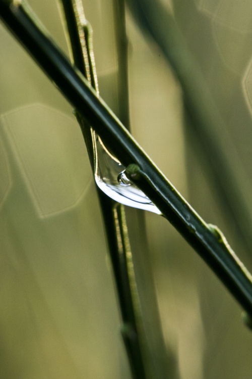 Runcorn Hill Macro Photography