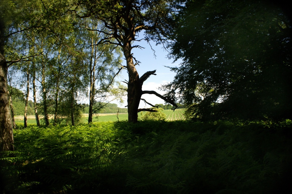 A break in the trees. photo by Peter Evans
