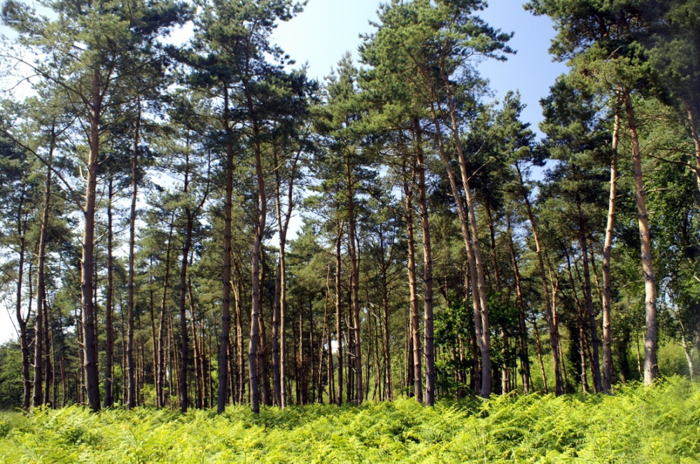 Just a line of trees. photo by Peter Evans