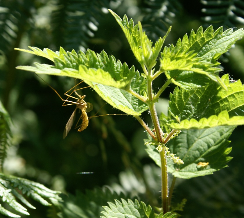 Photograph of Cranefly.