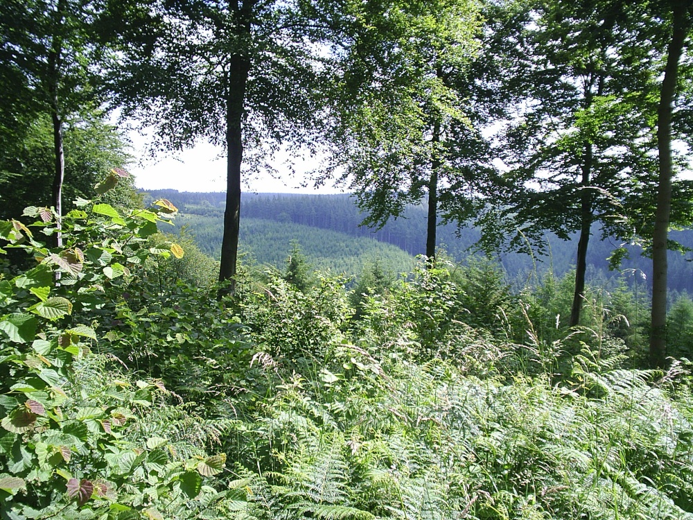 Photograph of Dalby Forest N Yorkshire
