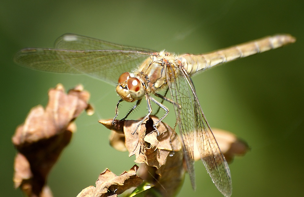 Photograph of Plenty of these about.