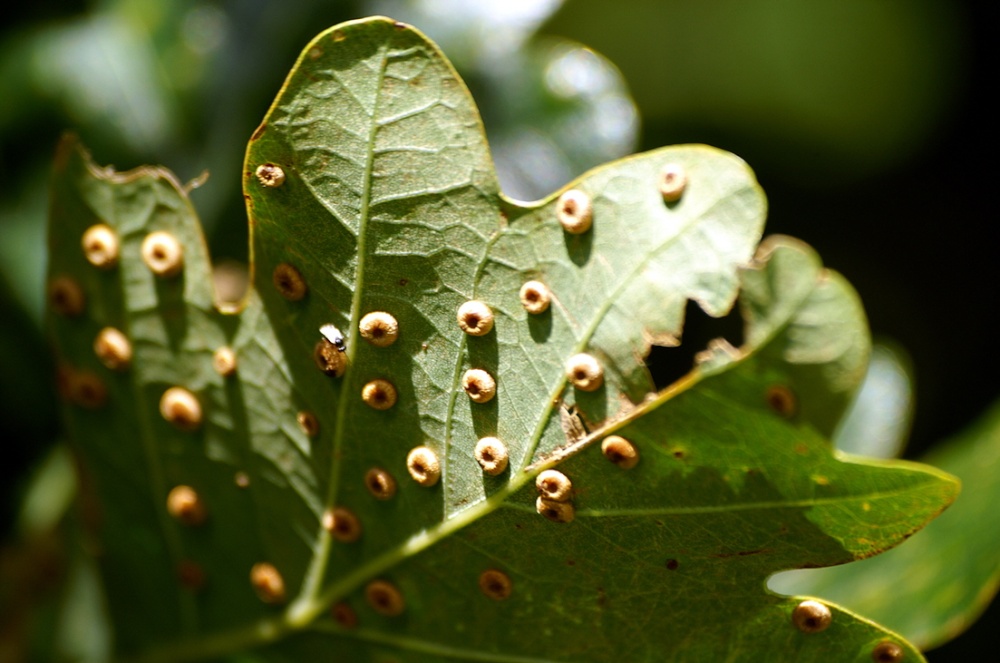 Photograph of What the heck are these?