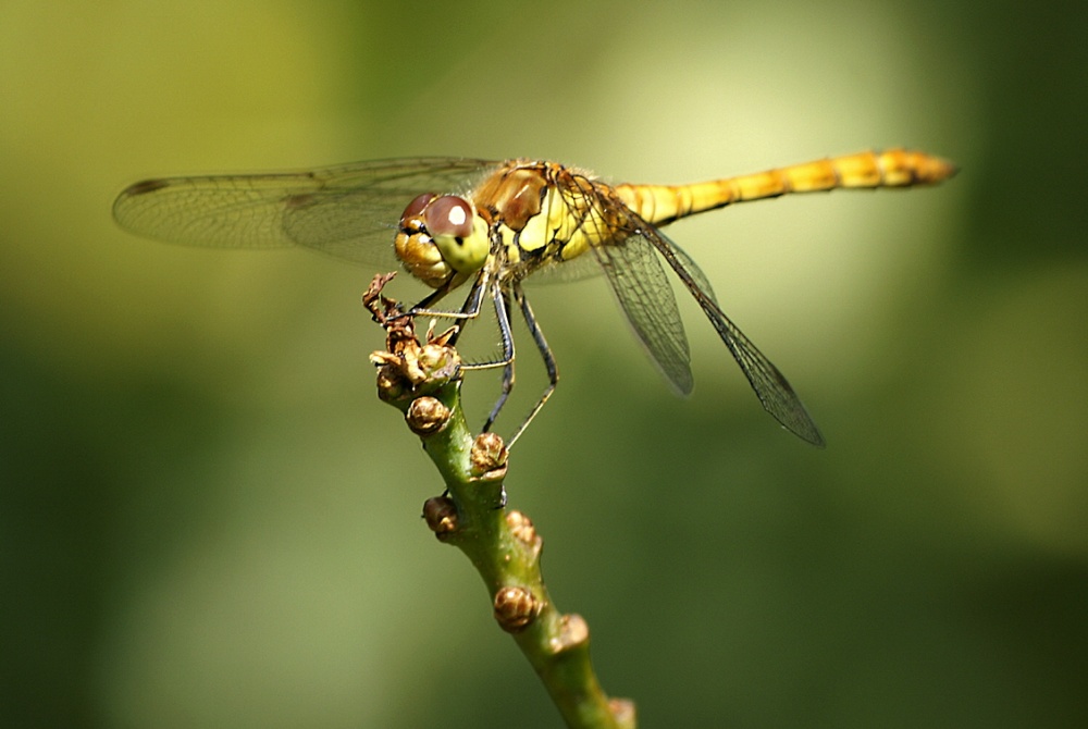 Photograph of Another red one.