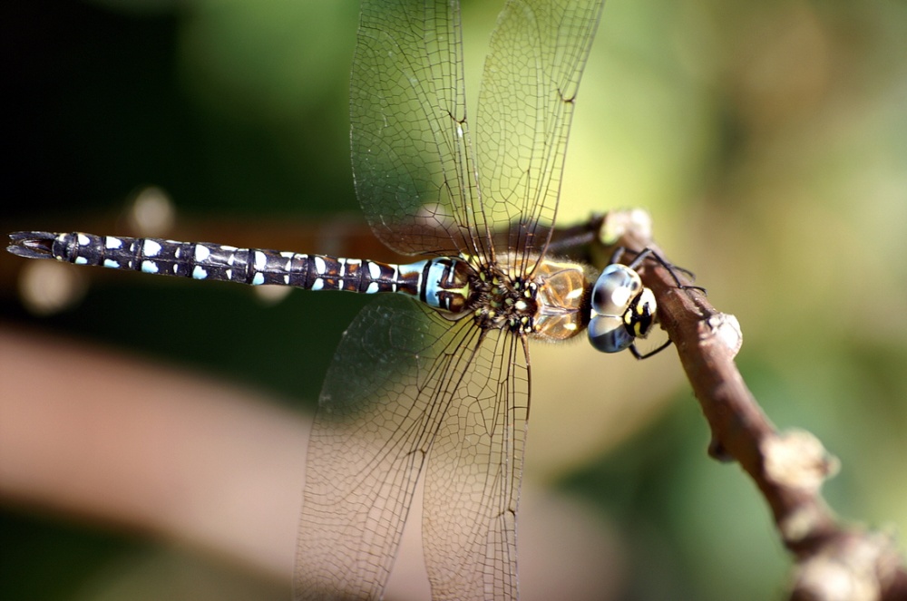 Photograph of Dragonfly 3.