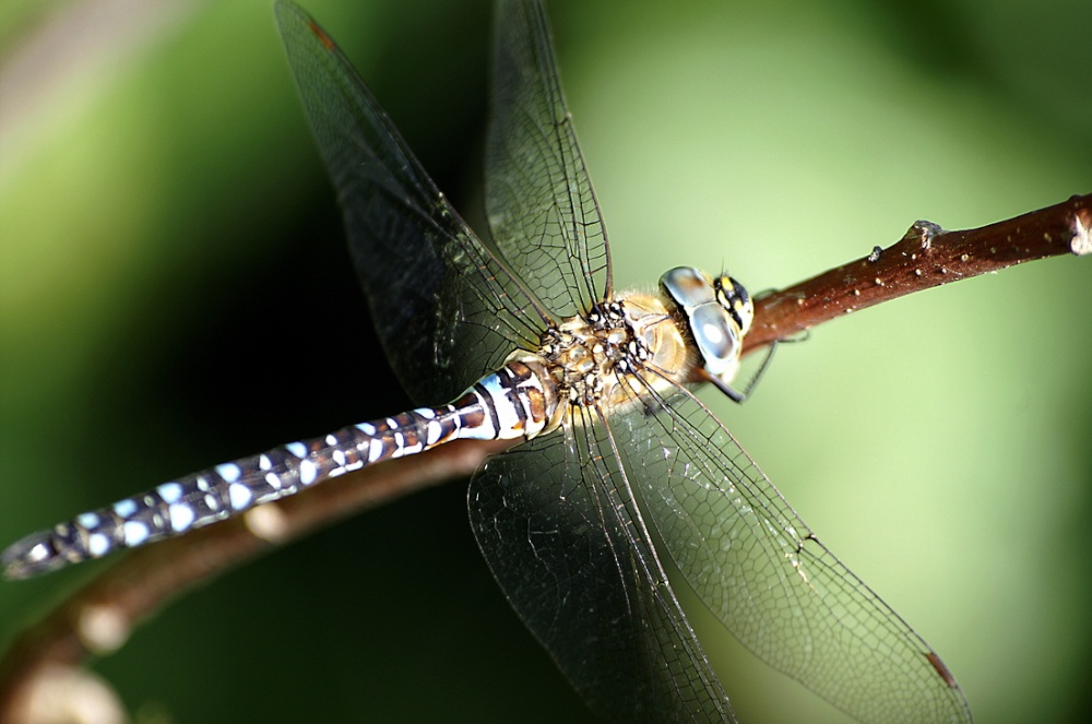 Photograph of They seem to be everywhere.