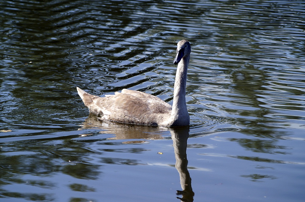Photograph of Young swan.