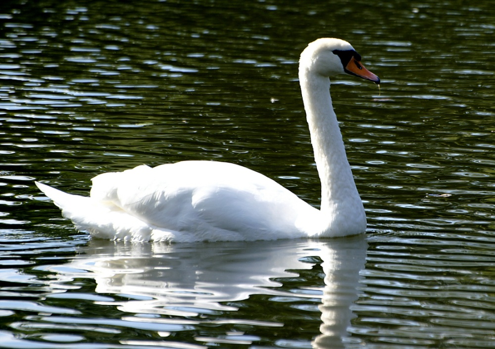 Just a swan.. photo by Peter Evans