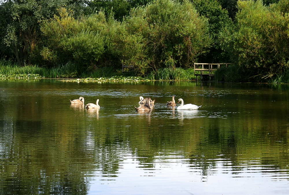 Family out for the evening sun.
