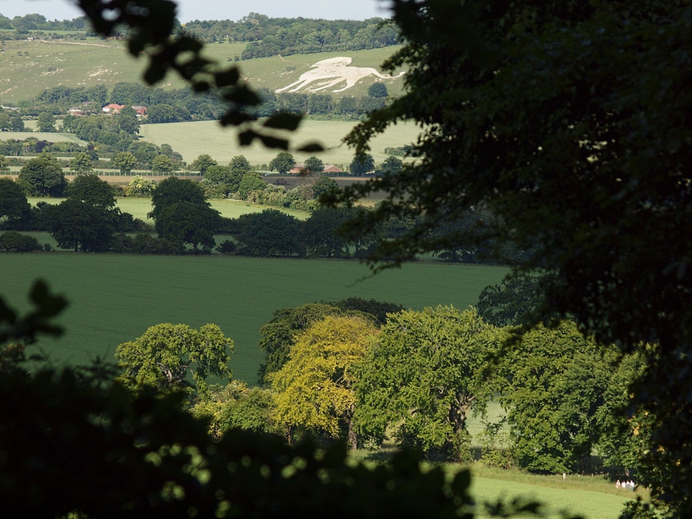 The chalk Lion at Whipsnade Zoo from the Ashridge Estate above Ivinghoe, Bucks