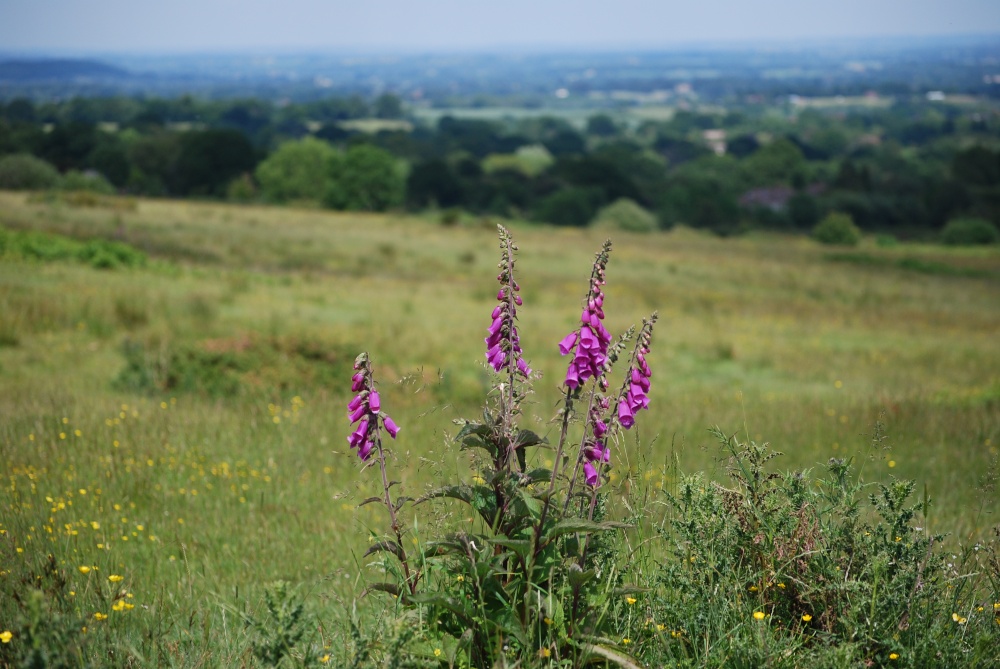 Castlemorton Common