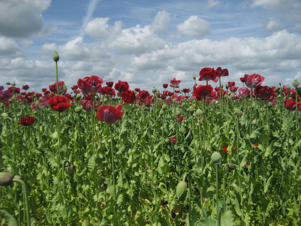 Poppies