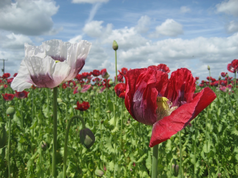 Poppies.....
