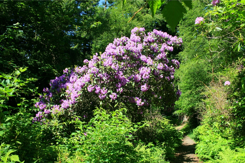 Woodland walk at Cragside