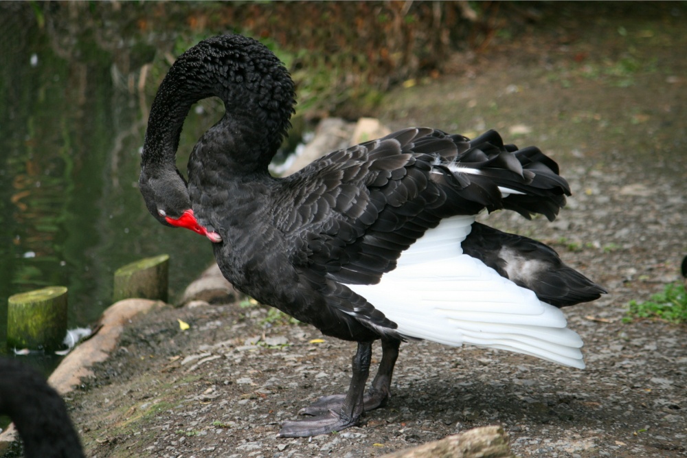 Black Swan.