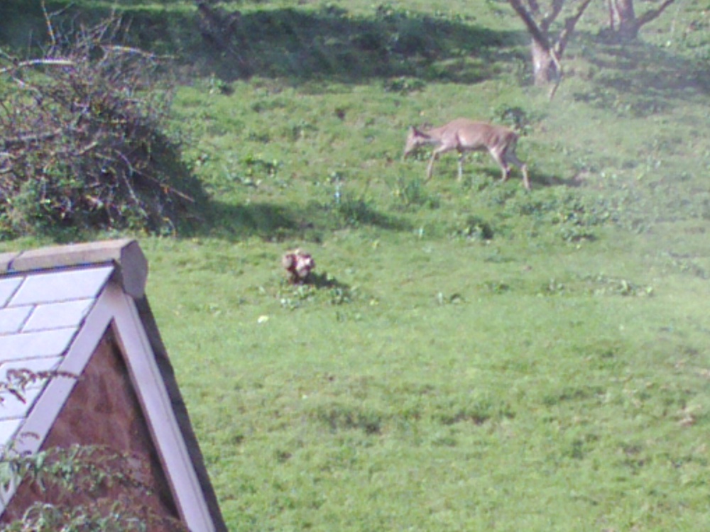 Deer Hind on Porlock Hill