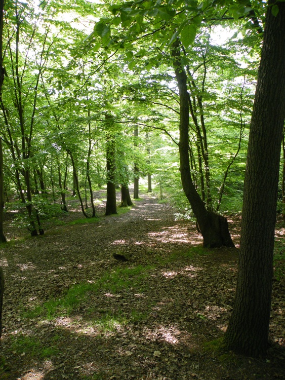 Ruislip Woods