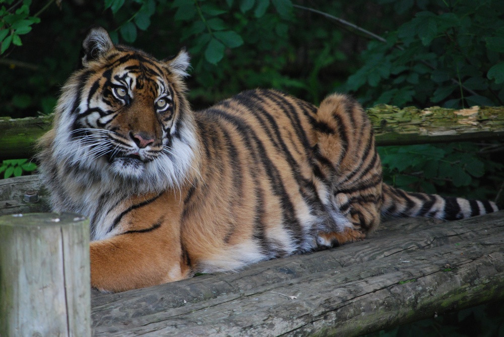 Tiger photo by Stephanie Jackson