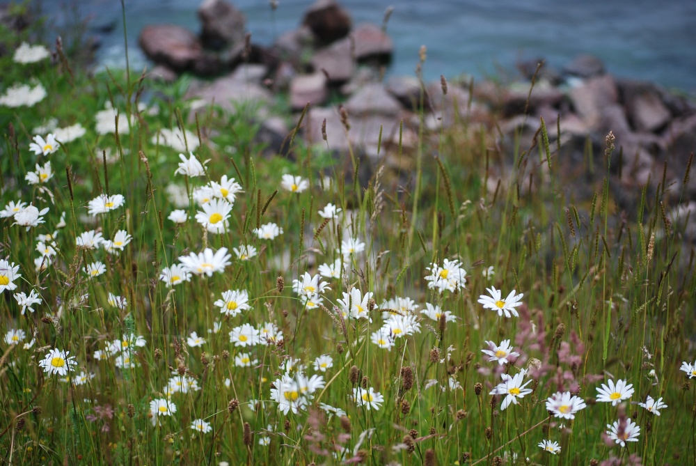 Daisies by the Reservoir