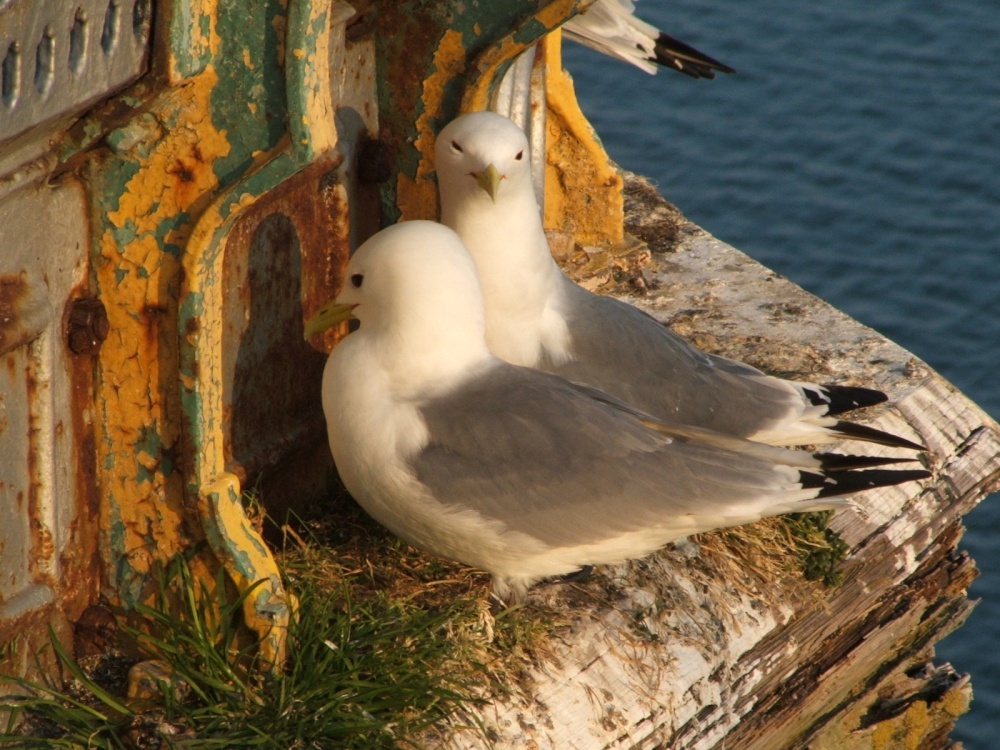 Photograph of The Mumbles