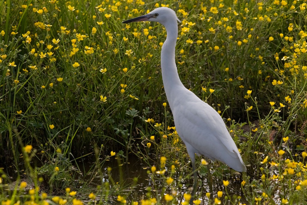 Little Egret photo by David Wigham