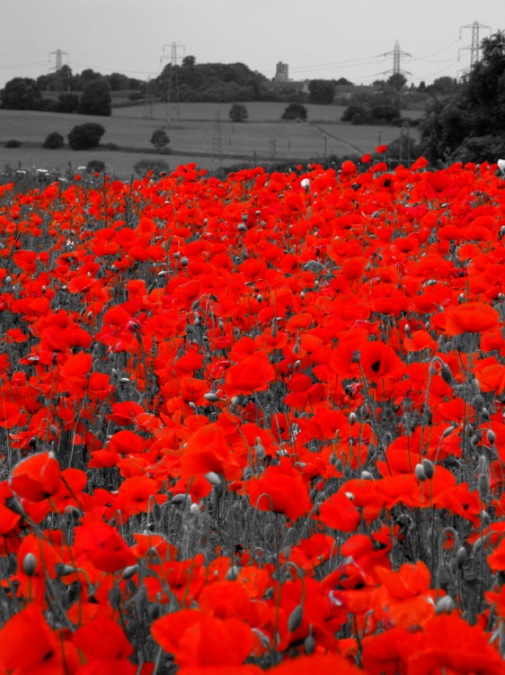Poppy fields at Luddesdown with Cobham Church in background