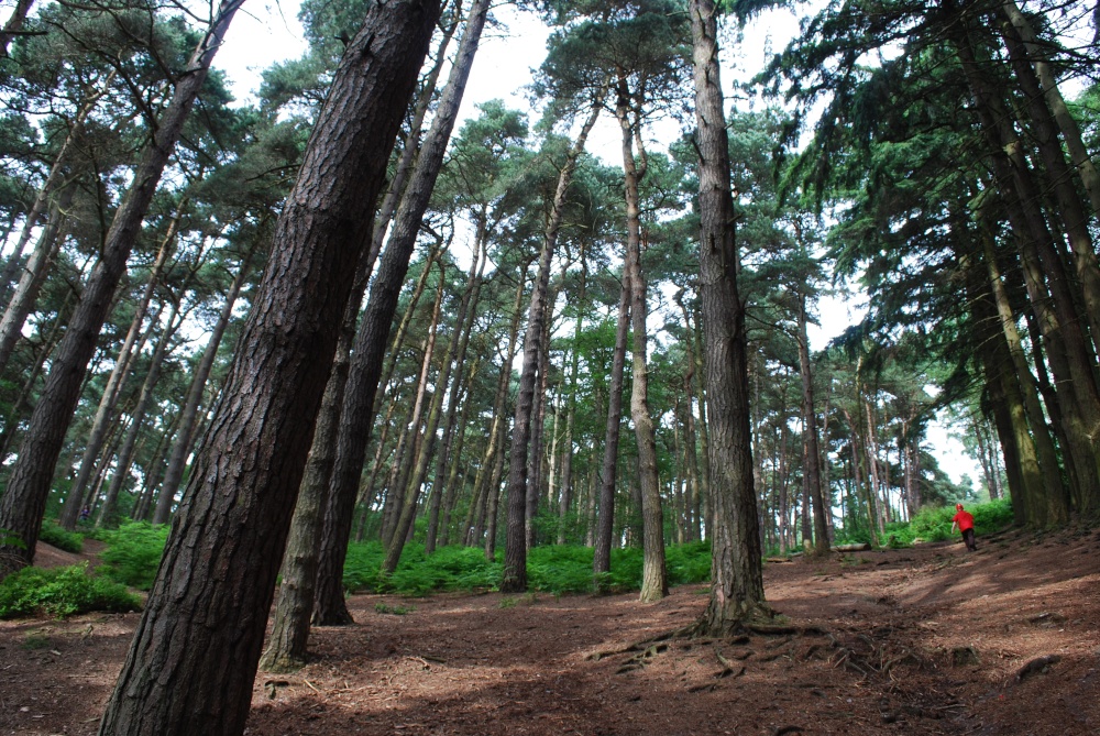 The woods at the Lickey Hills photo by Stephanie Jackson