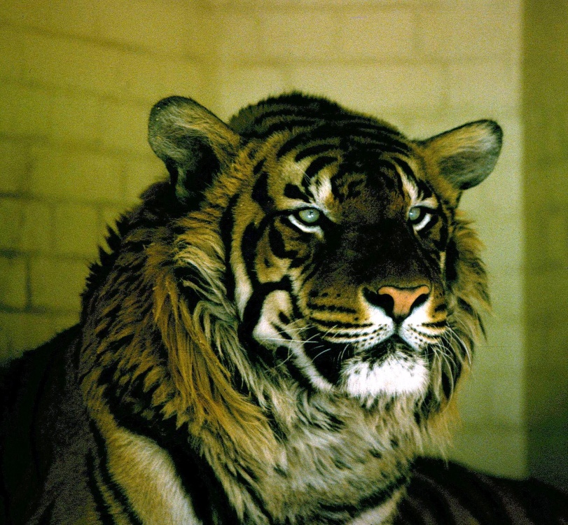 Old photo from 1977 London Zoo