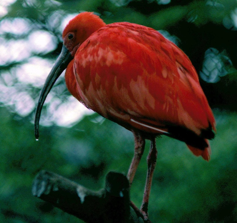 Old photo from 1977 London Zoo