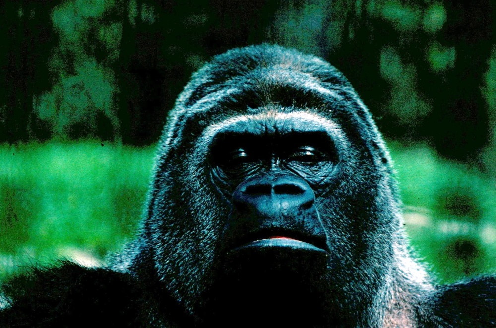 Old photo from 1977 London Zoo photo by Chris Williams