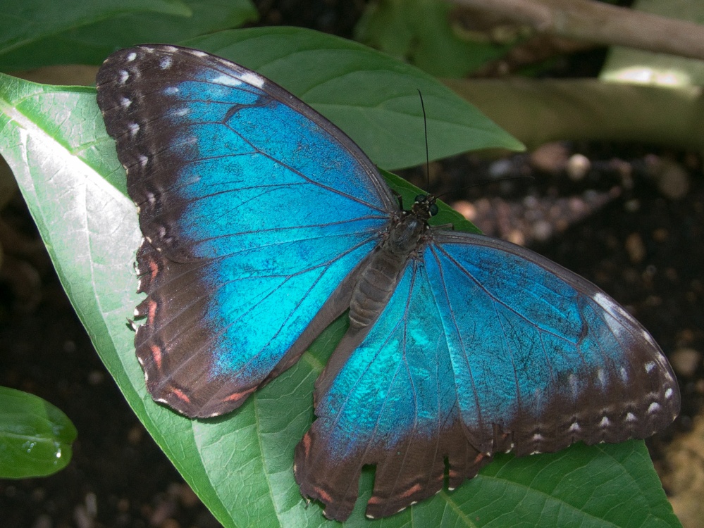 Photograph of Blue Beauty