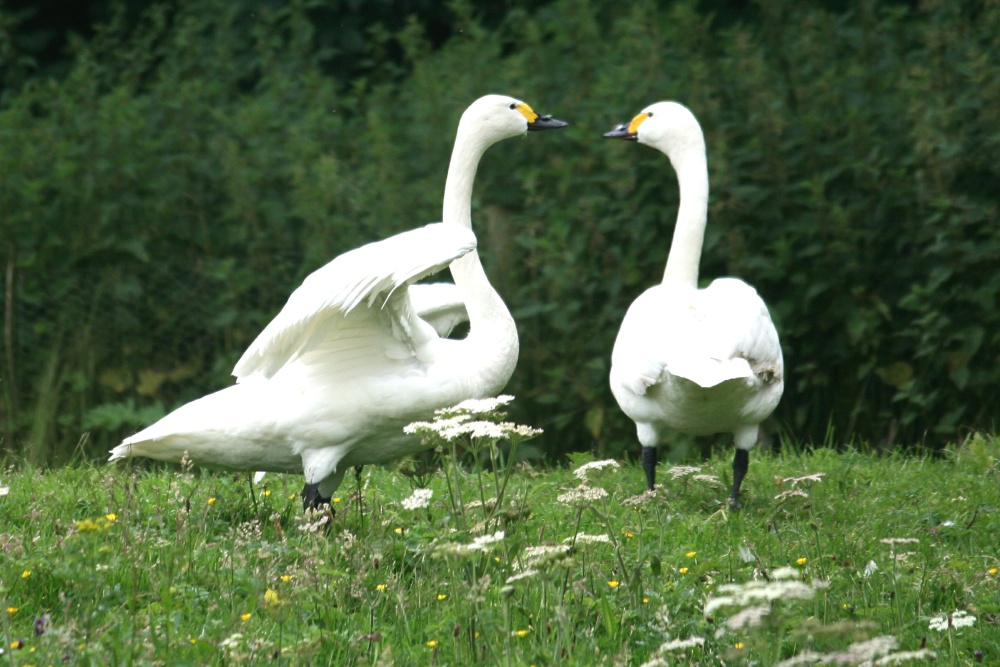 Bewick's Swans.
