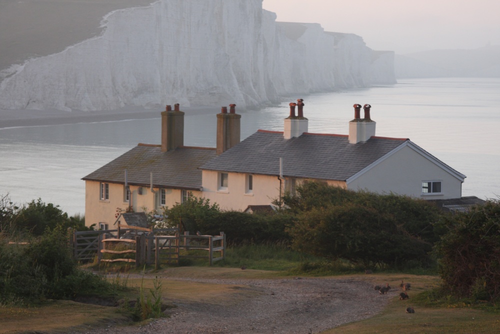 Rabbits outside the coastguard cottages