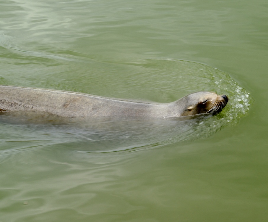 Seal in the lake.