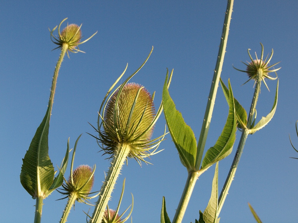 Teasel, Twyford, Bucks