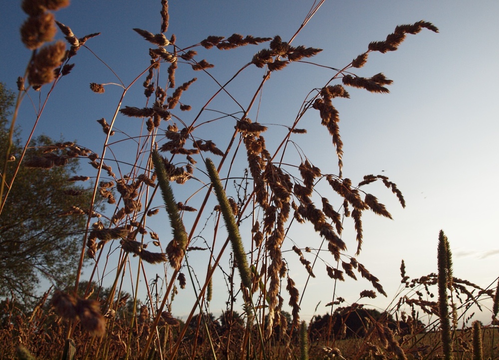 Grasses, Twyford, Bucks