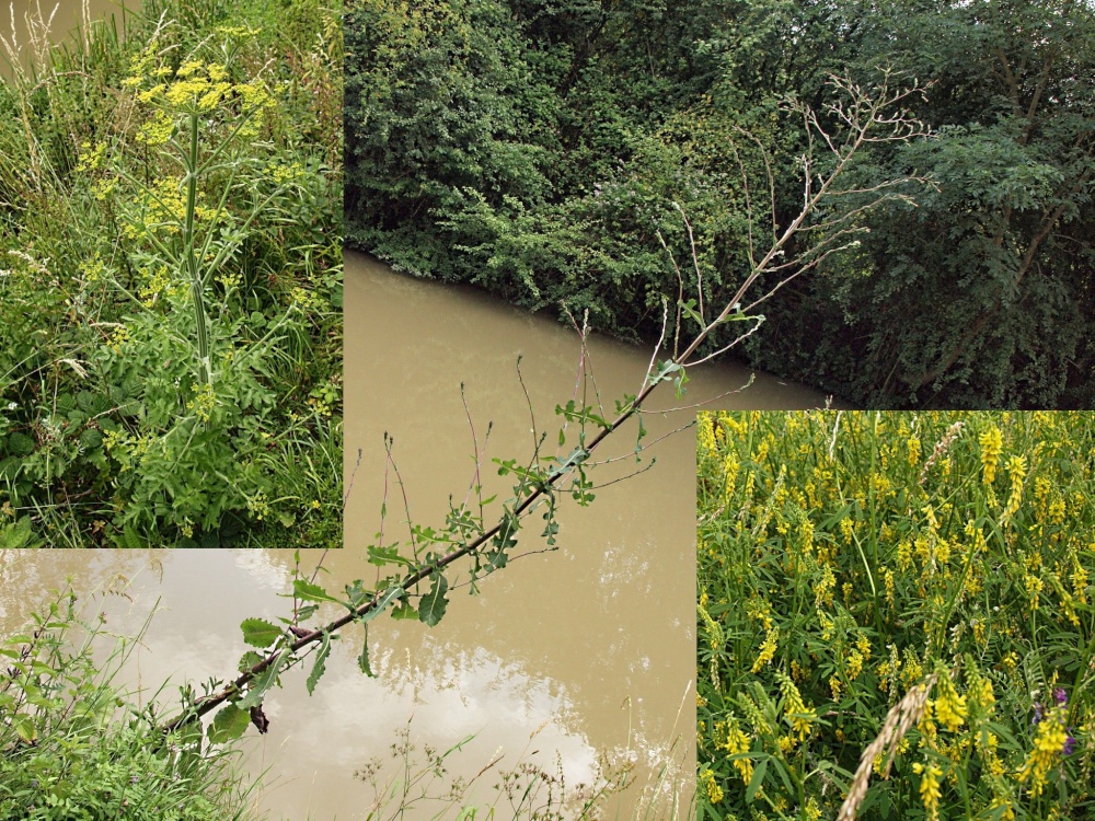Three unusual wild flowers, Fenny Compton