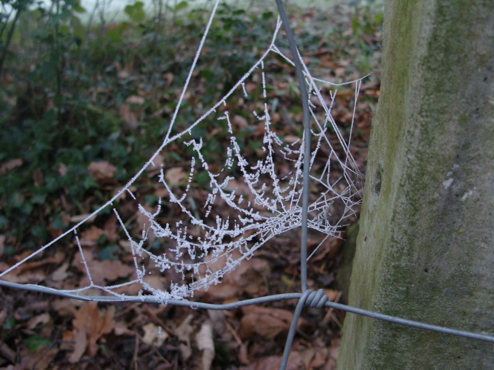 Photograph of Icy cobweb
