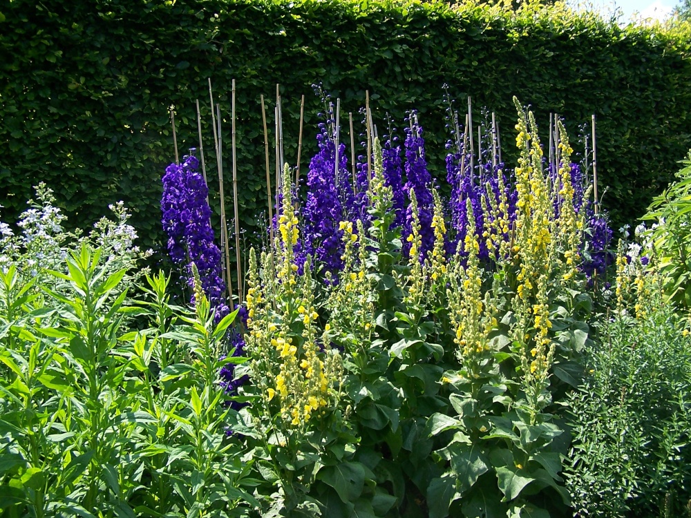 More pretty flowers photo by Hilda Whitworth