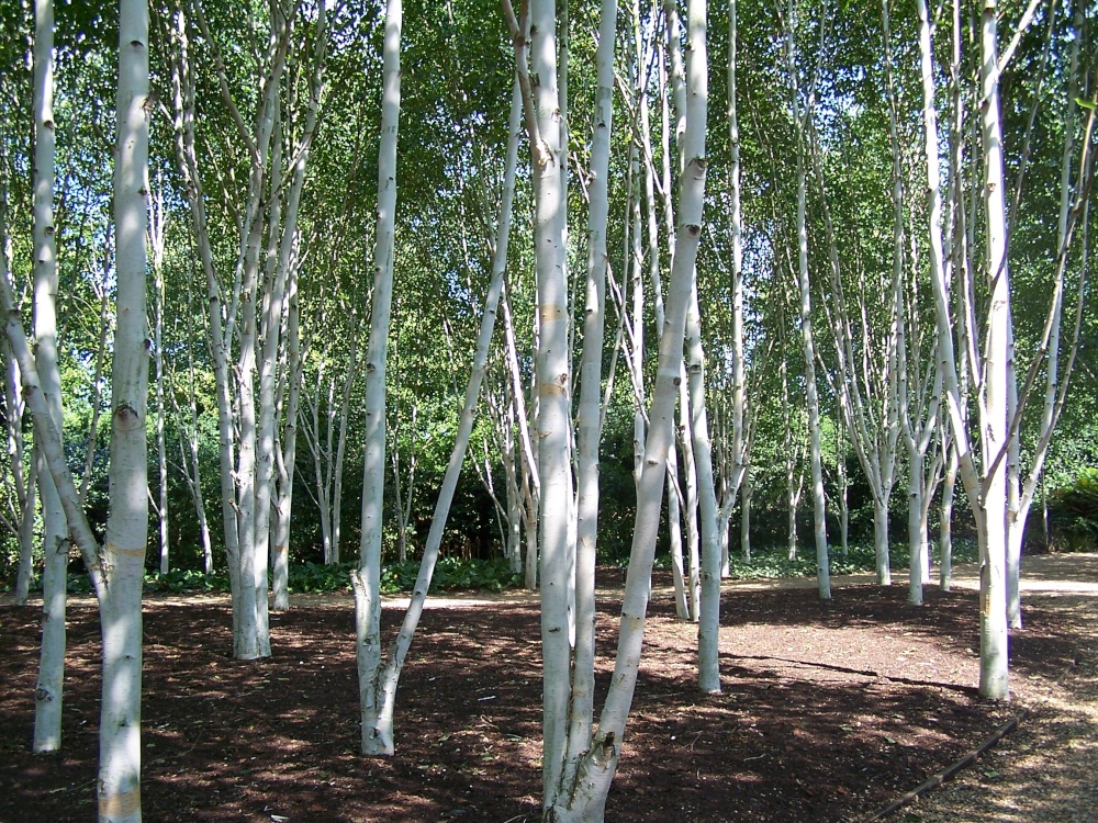 Silver Birch trees